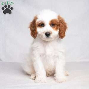 Franklyn, Cavapoo Puppy